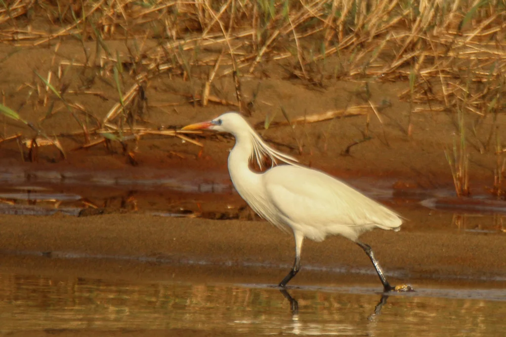黄嘴白鹭(Egretta eulophotes)