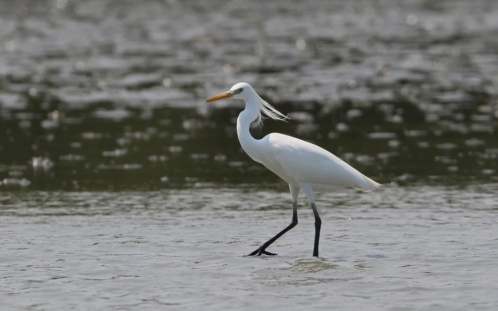黄嘴白鹭(Egretta eulophotes)