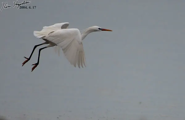 黄嘴白鹭(Egretta eulophotes)