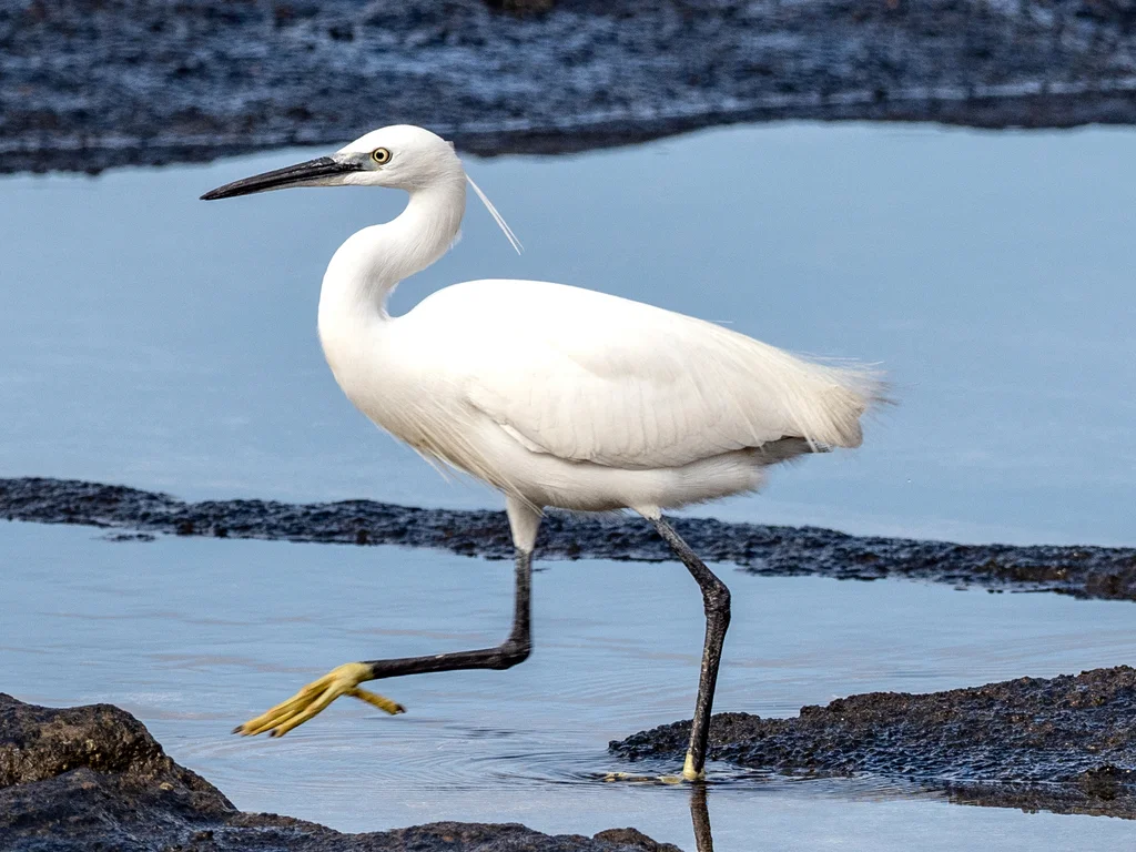 白鹭(Egretta garzetta)