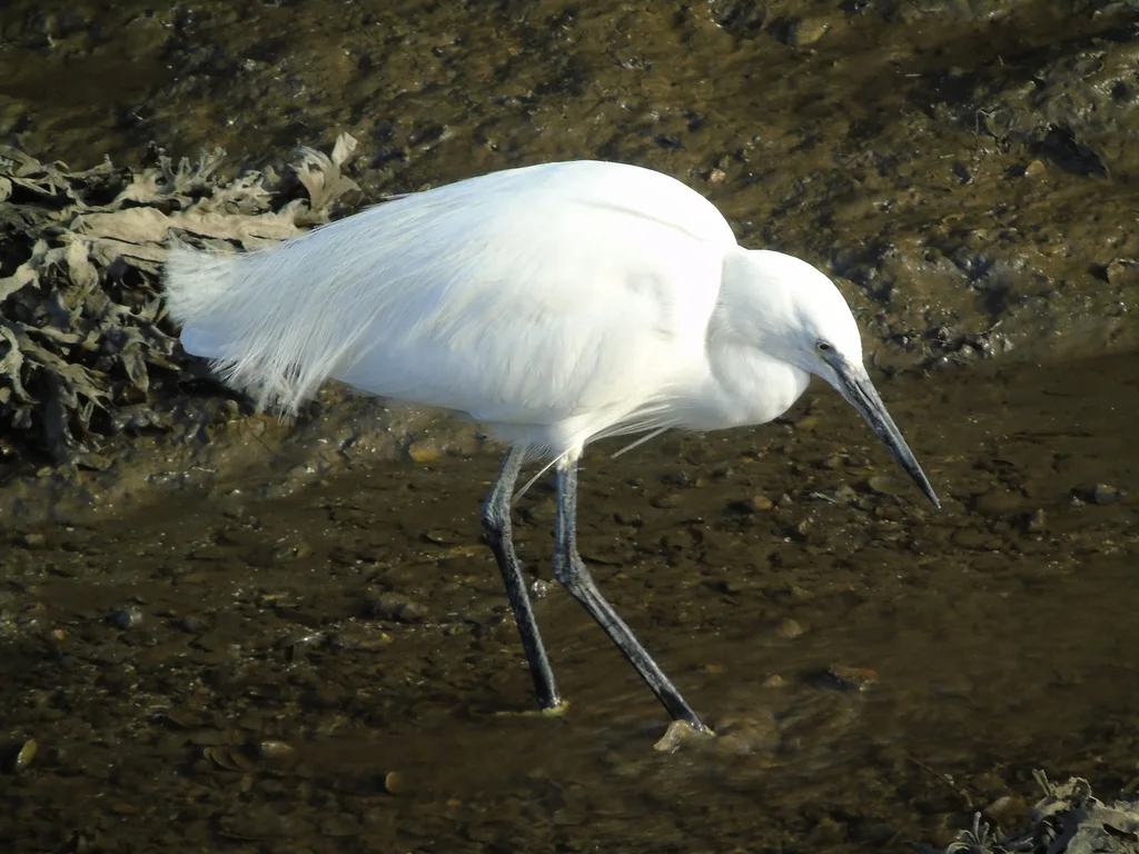 白鹭(Egretta garzetta)