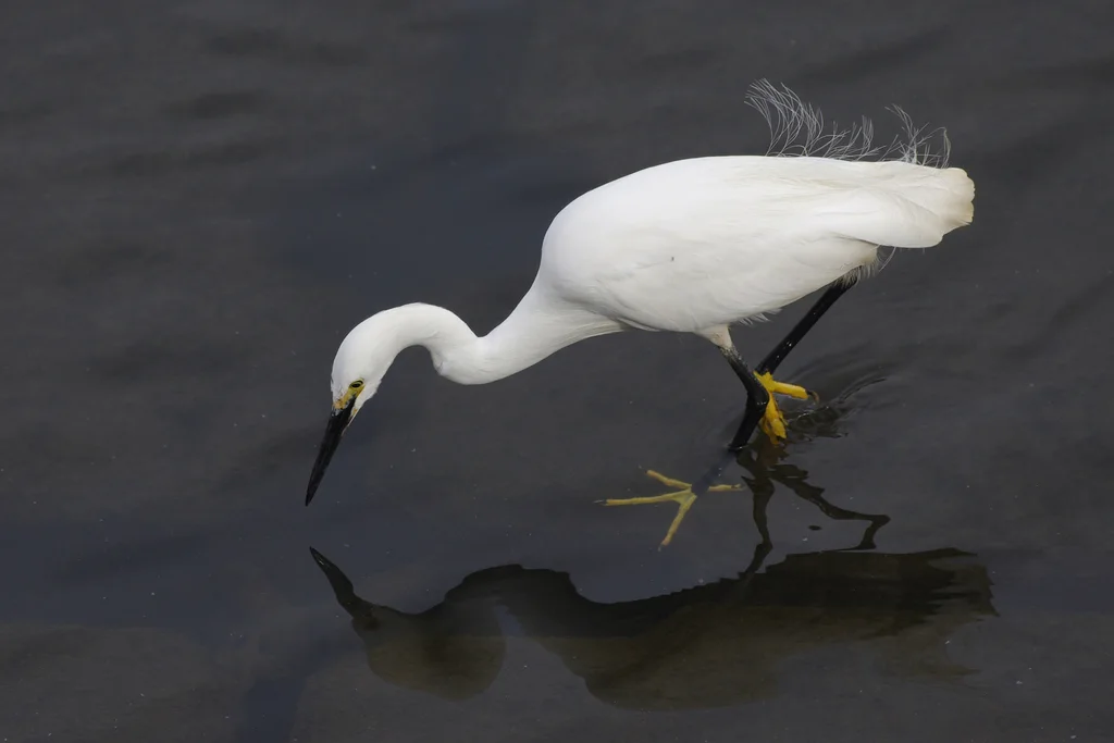 白鹭(Egretta garzetta)