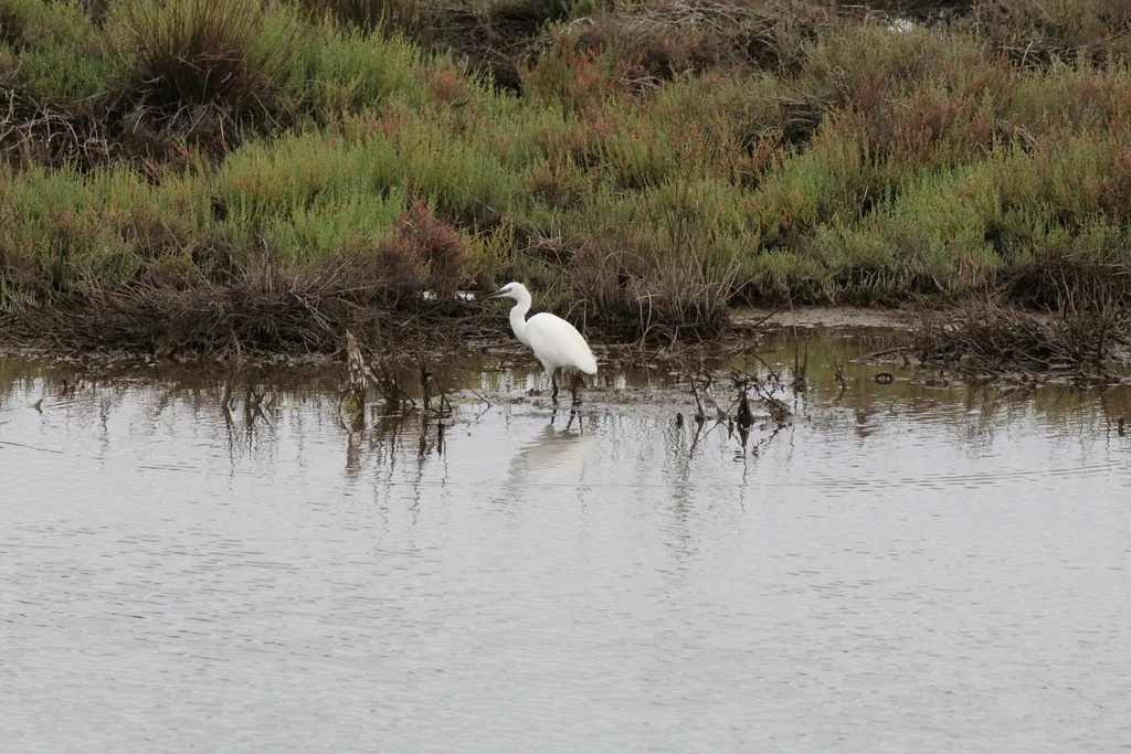白鹭（Egretta garzetta）