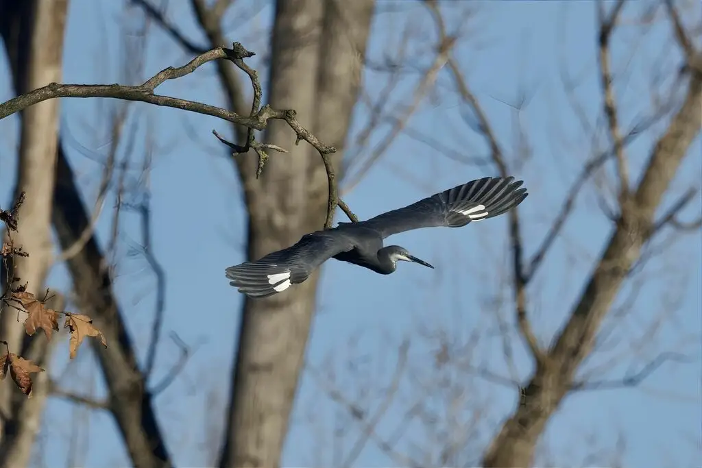 西岩鹭(Egretta gularis)