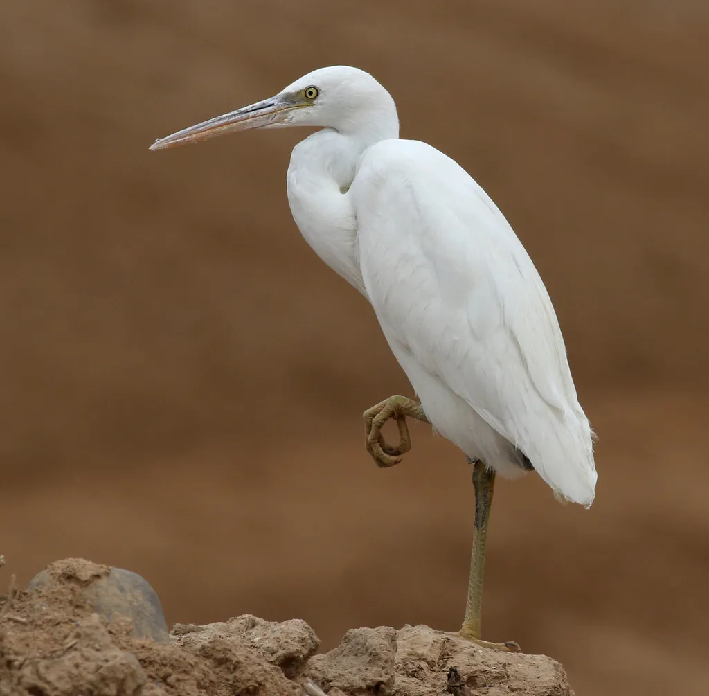 西岩鹭(Egretta gularis)