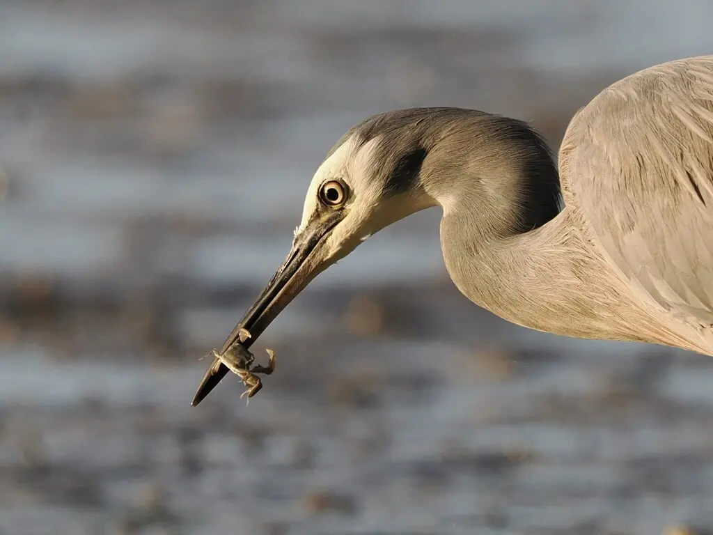 白脸鹭(Egretta novaehollandiae)