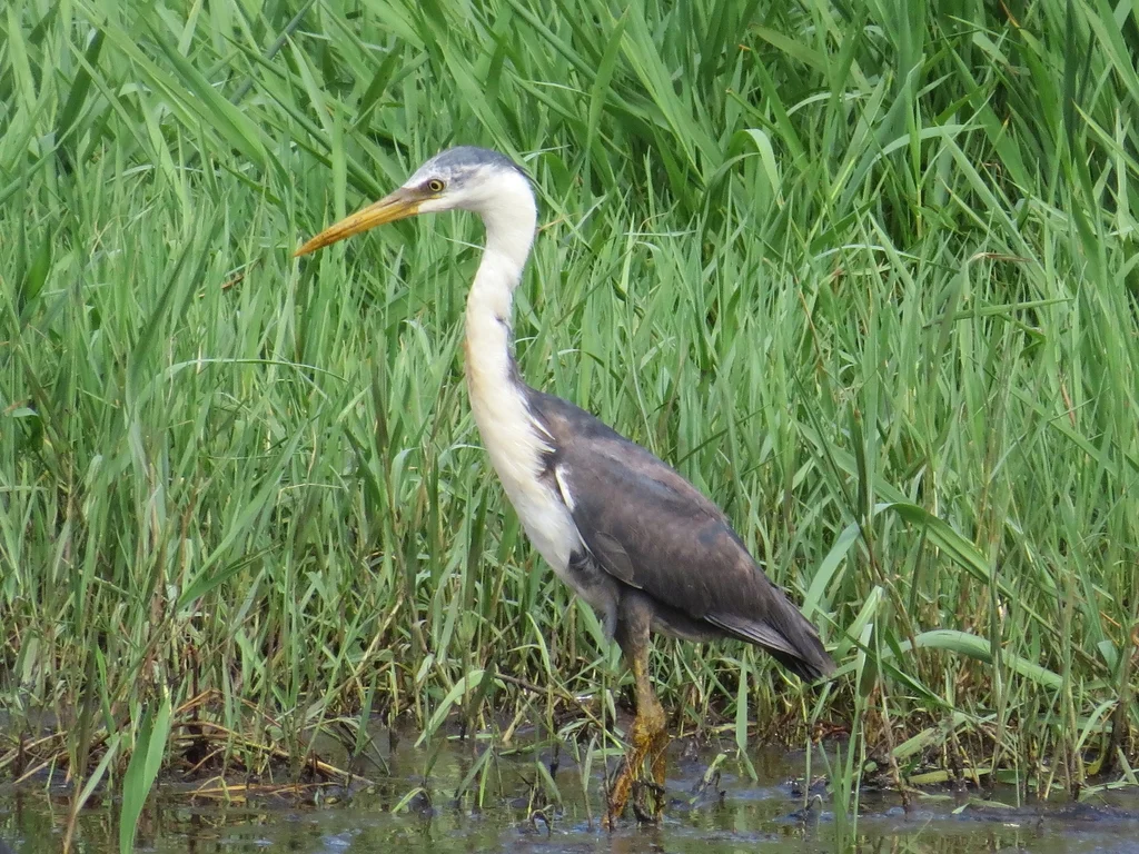 斑鹭(Egretta picata)