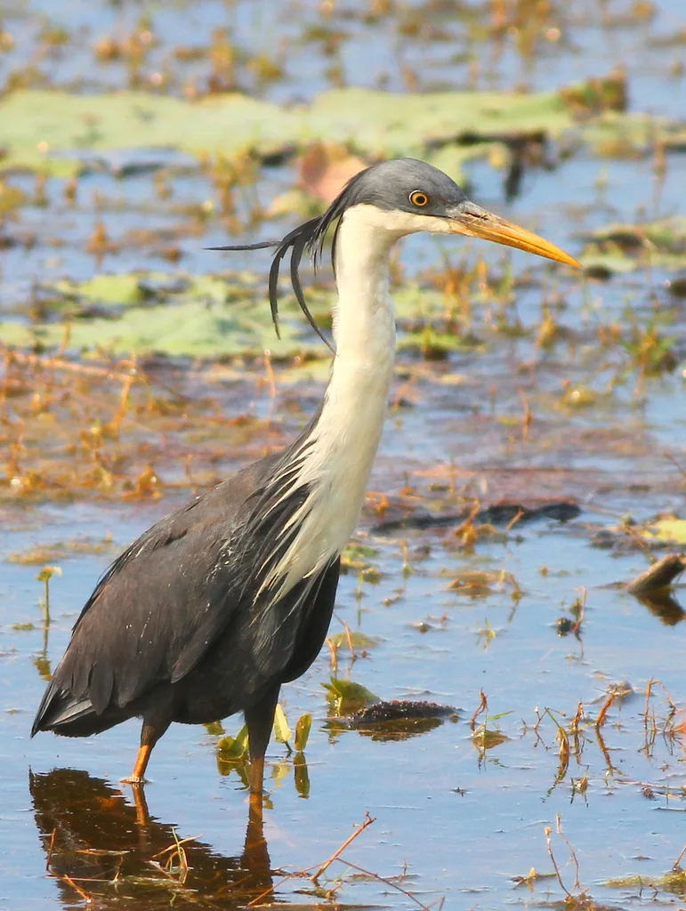 斑鹭(Egretta picata)