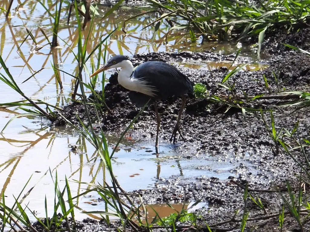 斑鹭(Egretta picata)