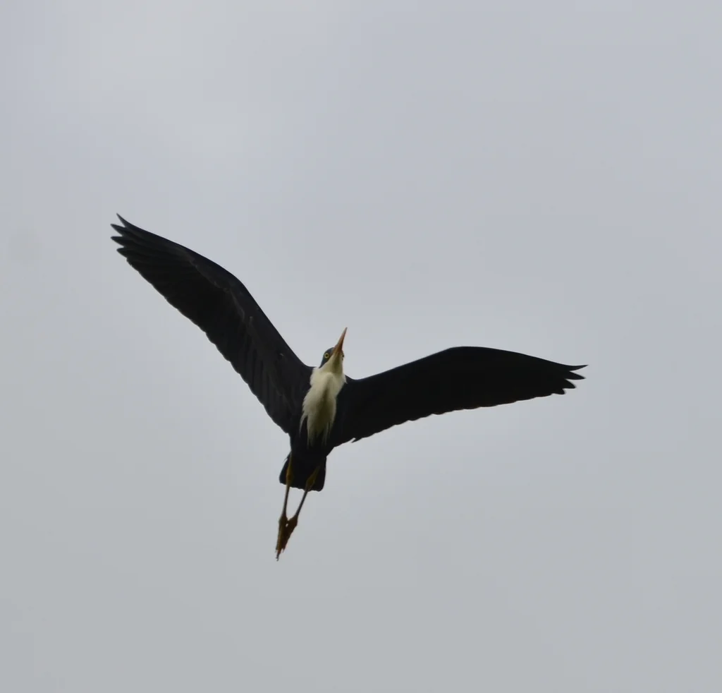 斑鹭(Egretta picata)