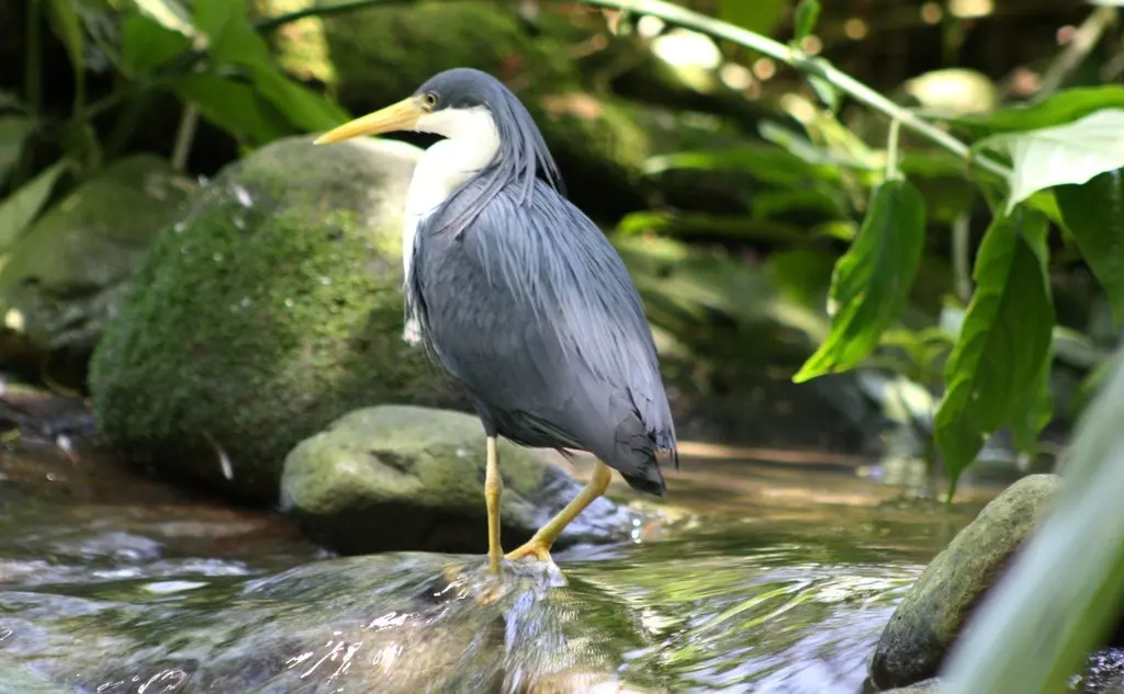 斑鹭(Egretta picata)
