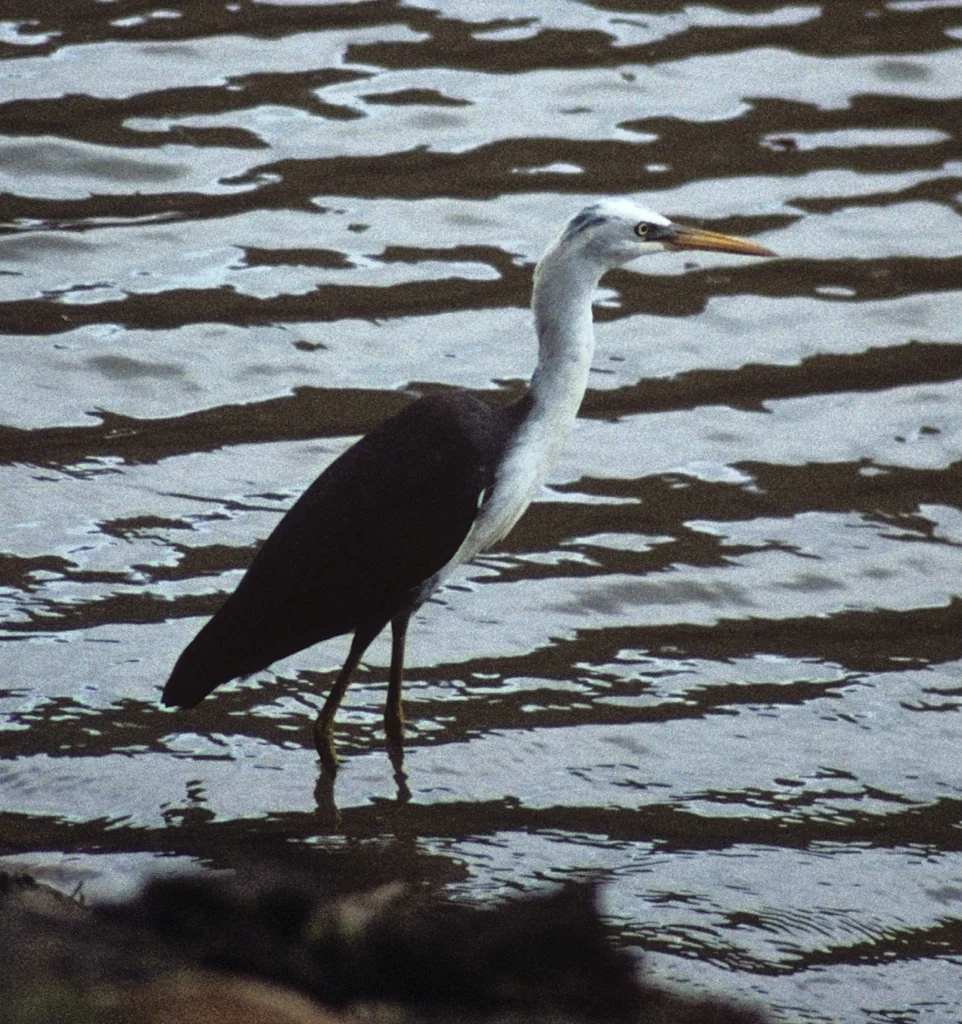 斑鹭(Egretta picata)