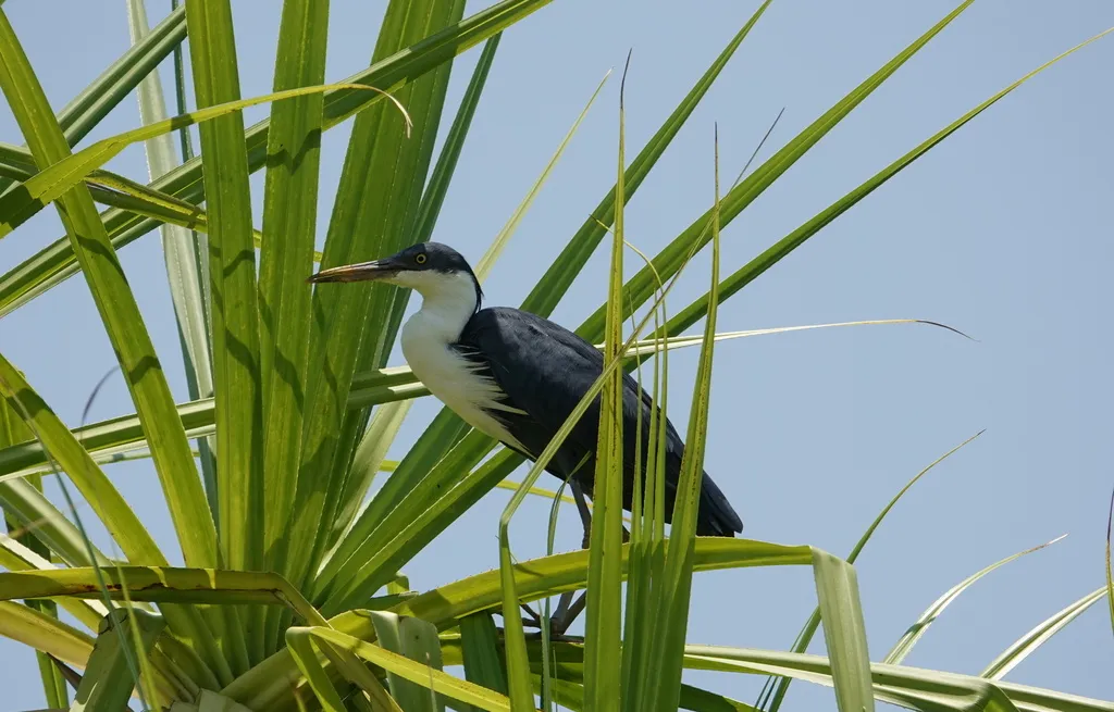 斑鹭(Egretta picata)