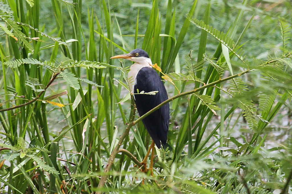 斑鹭(Egretta picata)