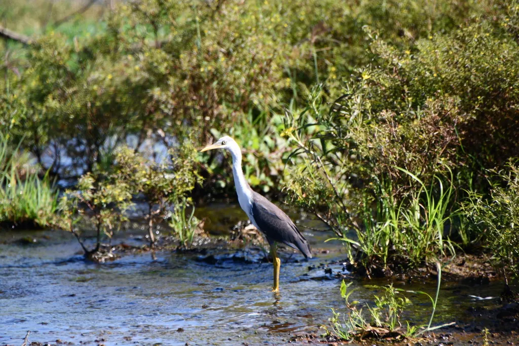 斑鹭(Egretta picata)