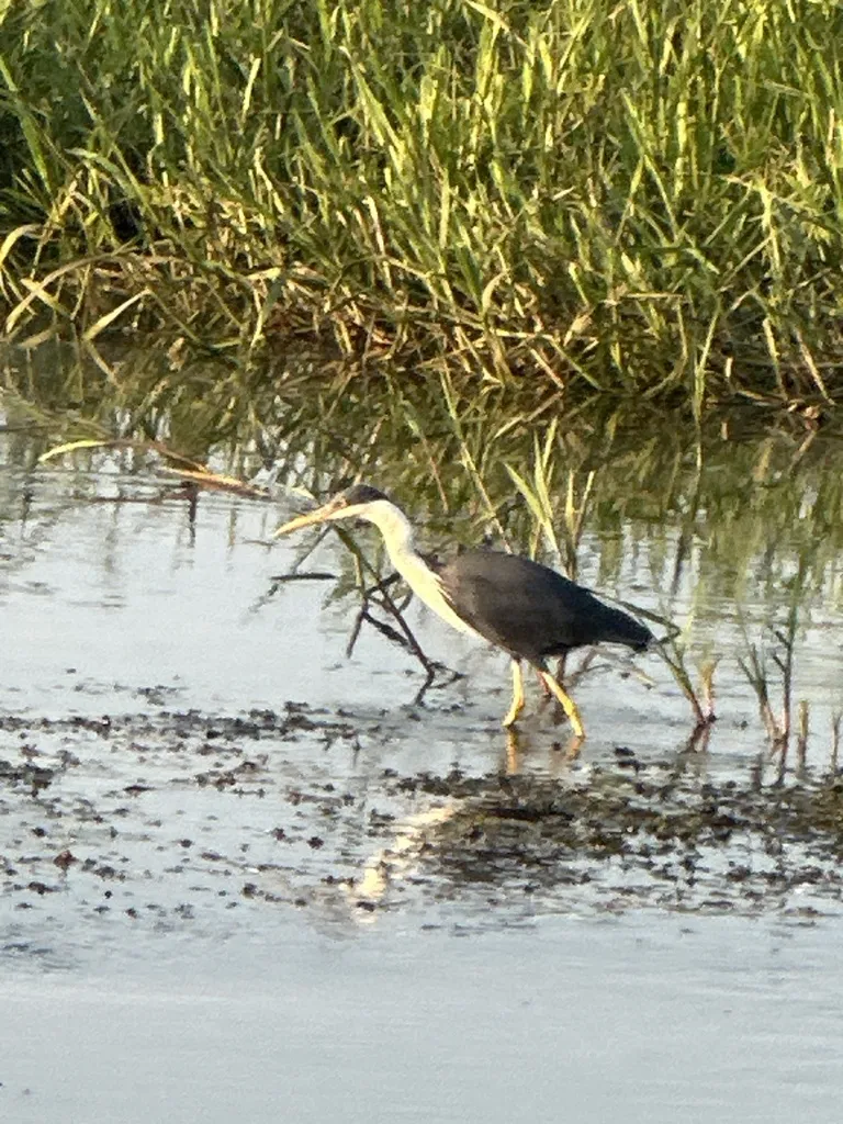 斑鹭(Egretta picata)