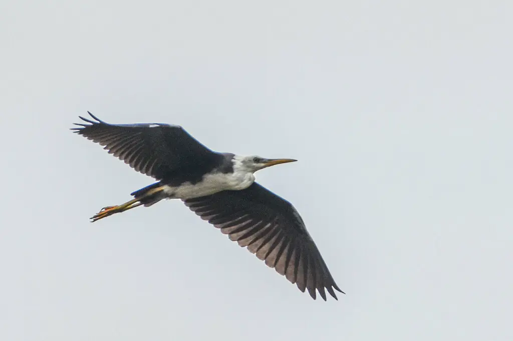 斑鹭(Egretta picata)