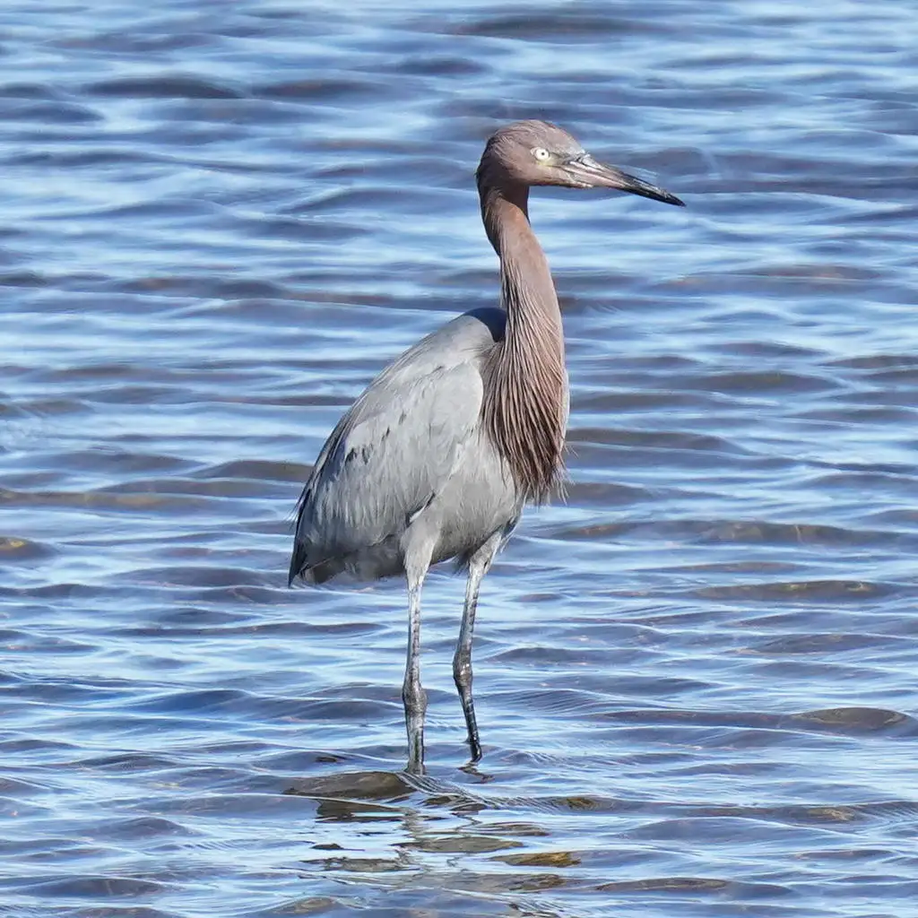 棕颈鹭(Egretta rufescens)