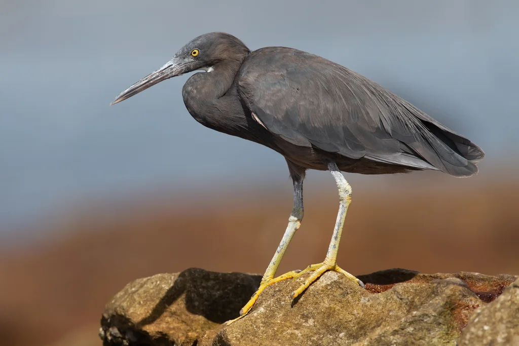 岩鹭(Egretta sacra)