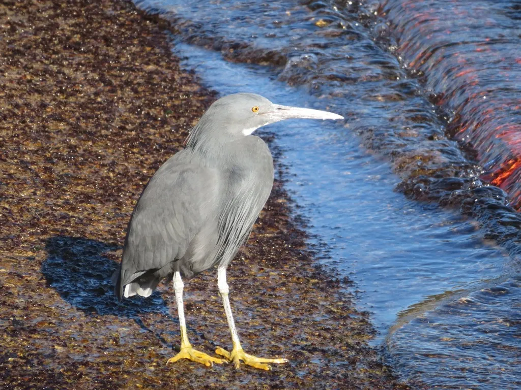 岩鹭(Egretta sacra)