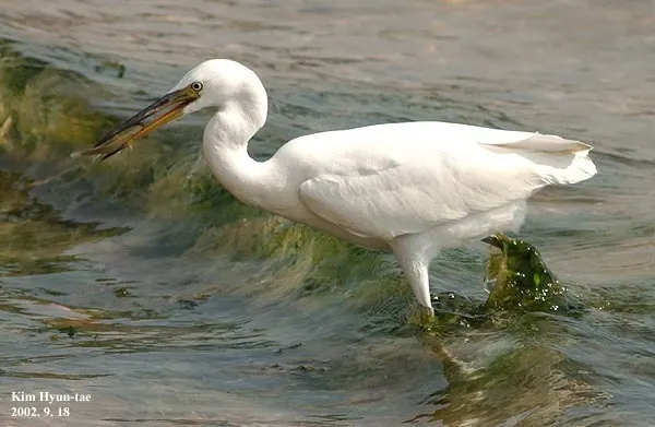 岩鹭(Egretta sacra)