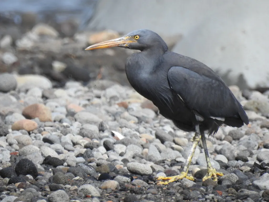 岩鹭(Egretta sacra)