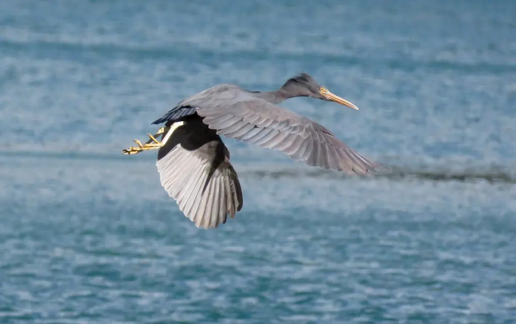 岩鹭(Egretta sacra)