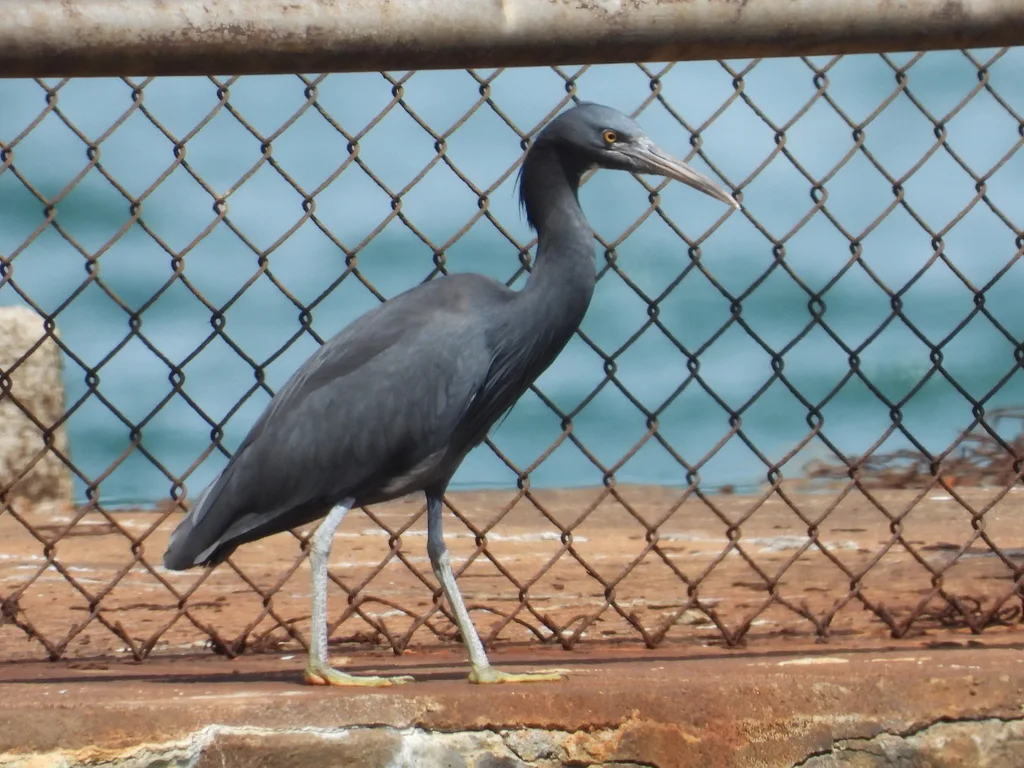 岩鹭(Egretta sacra)