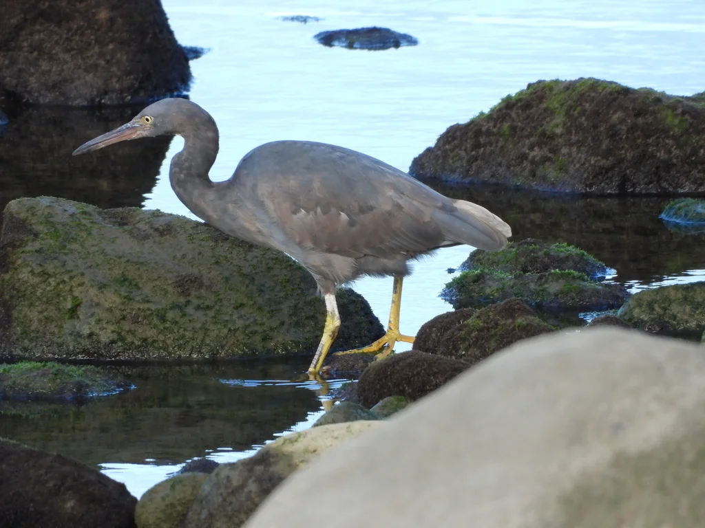 岩鹭(Egretta sacra)