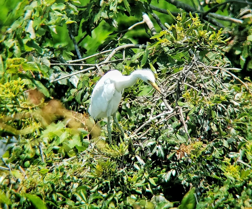 雪鹭（Egretta thula）