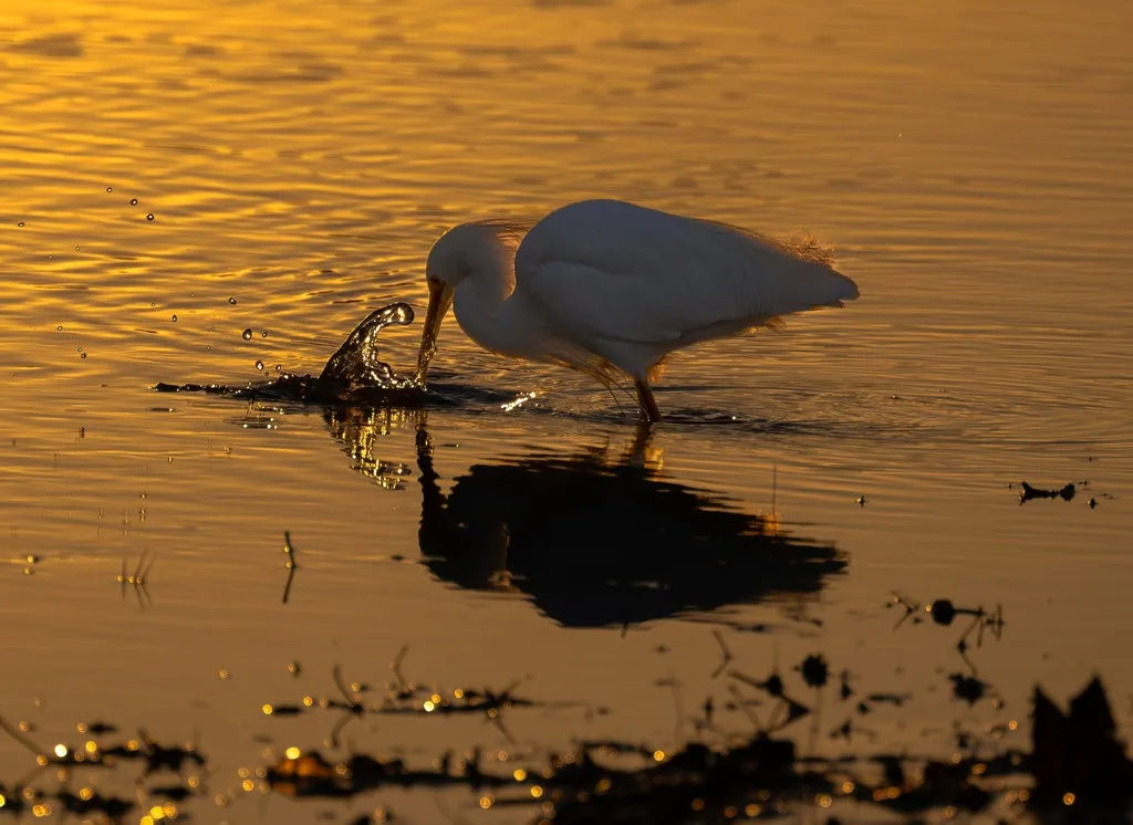雪鹭（Egretta thula）