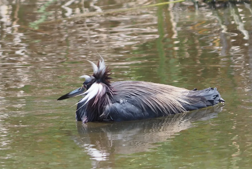 三色鹭(Egretta tricolor)