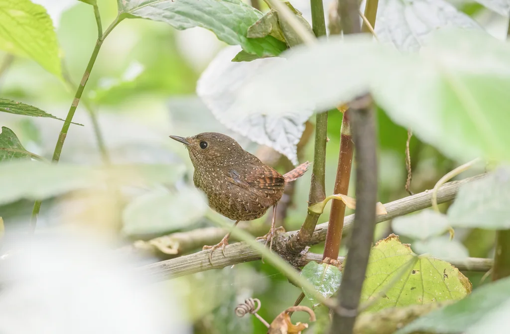 丽星鹩鹛(Elachura formosa)