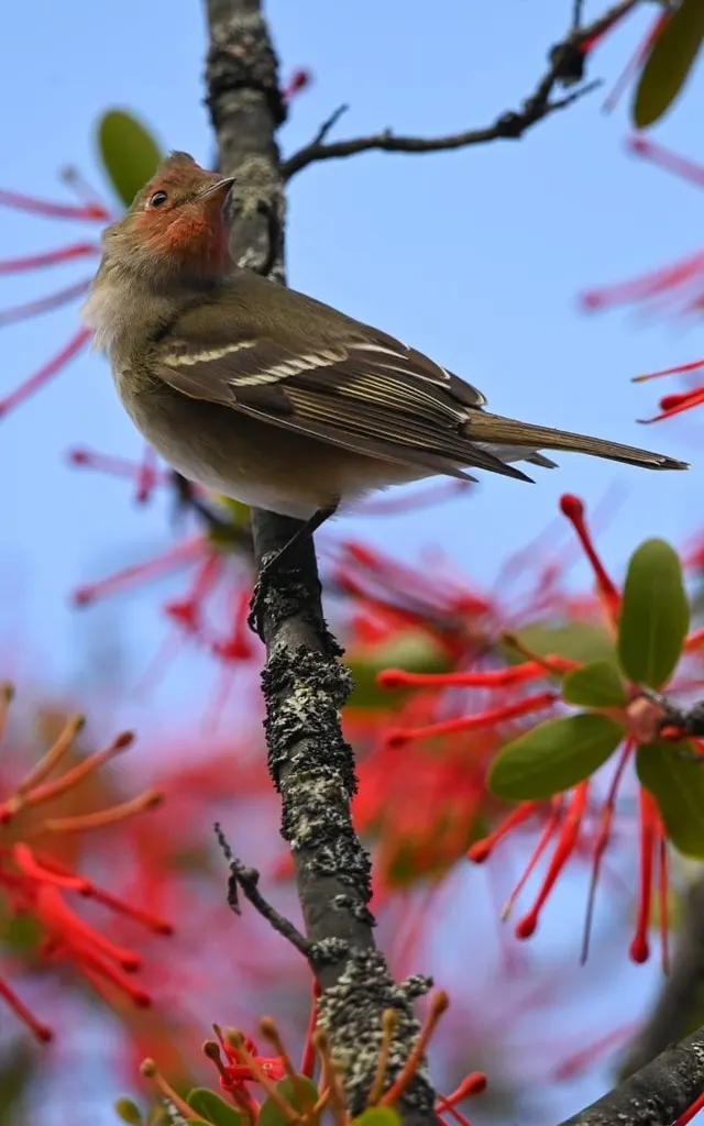 白冠拟霸鹟(Elaenia albiceps)