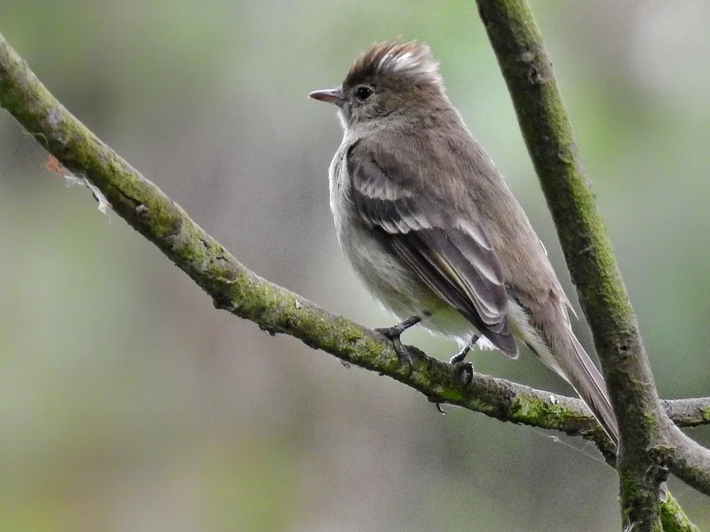 白冠拟霸鹟(Elaenia albiceps)
