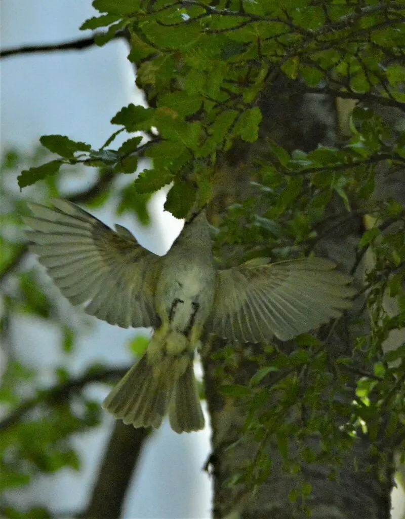 白冠拟霸鹟(Elaenia albiceps)