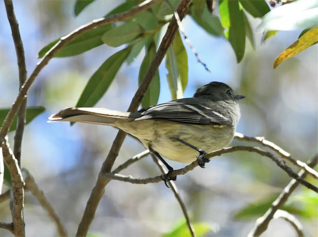 Elaenia cherriei(Elaenia cherriei)