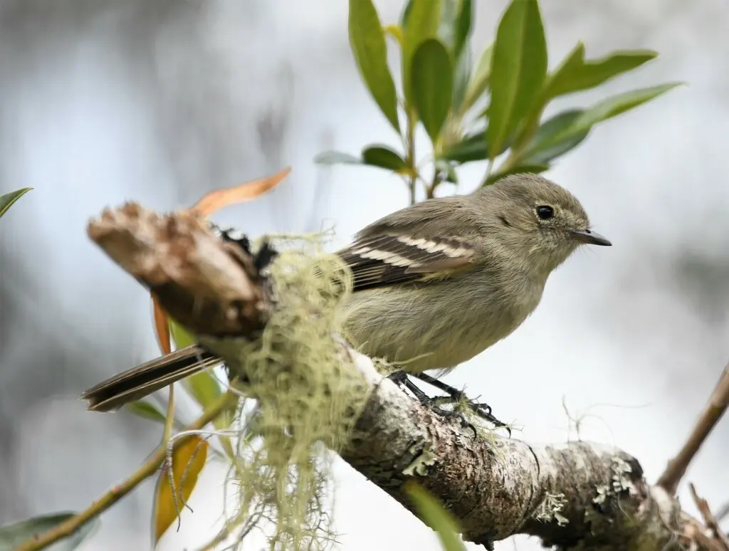 Elaenia cherriei(Elaenia cherriei)
