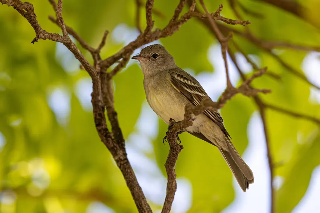 小拟霸鹟（Elaenia chiriquensis）