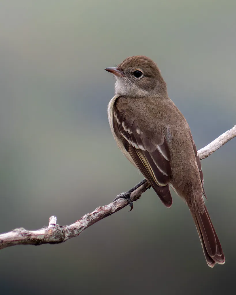 小拟霸鹟（Elaenia chiriquensis）