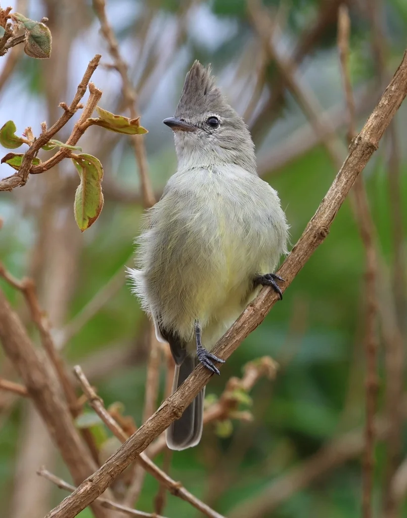 纯色冠拟霸鹟(Elaenia cristata)