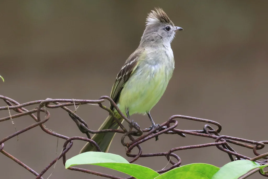 黄腹拟霸鹟(Elaenia flavogaster)