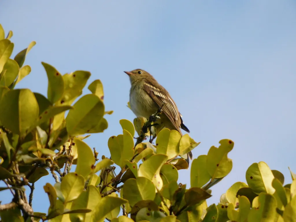 山拟霸鹟（Elaenia frantzii）