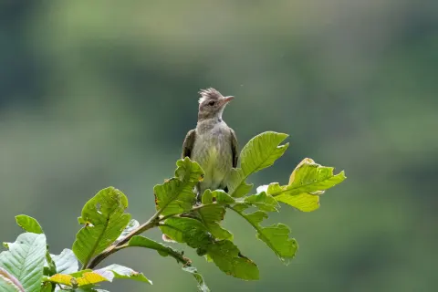 斑背拟霸鹟