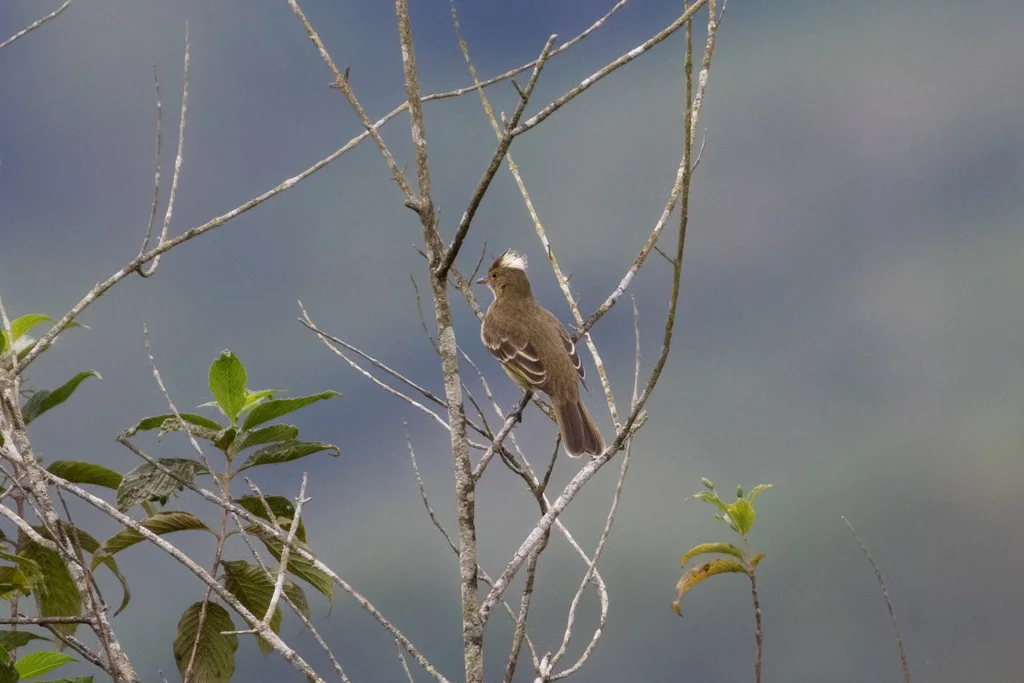 斑背拟霸鹟(Elaenia gigas)