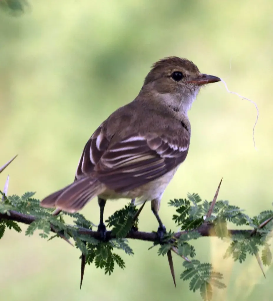 加勒比拟霸鹟(Elaenia martinica)
