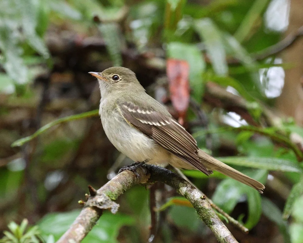 绿拟霸鹟(Elaenia mesoleuca)