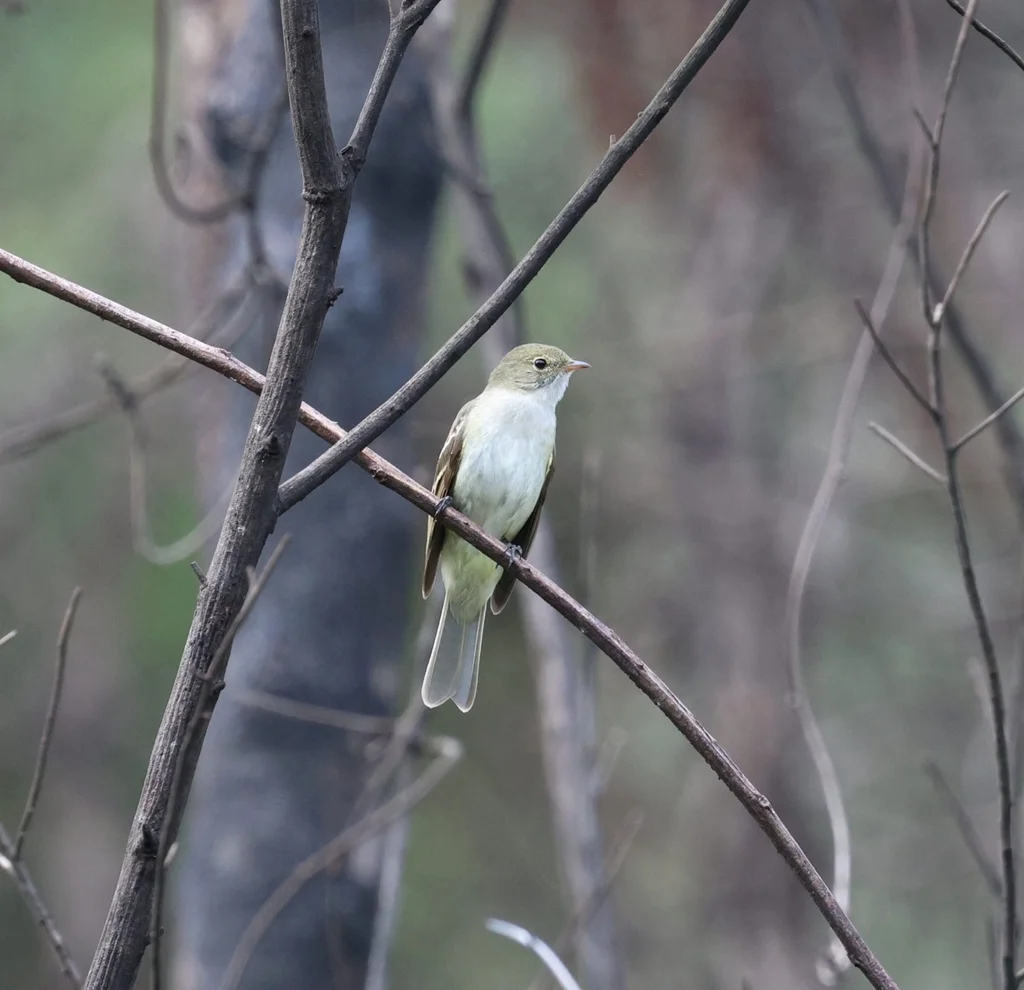 绿拟霸鹟(Elaenia mesoleuca)