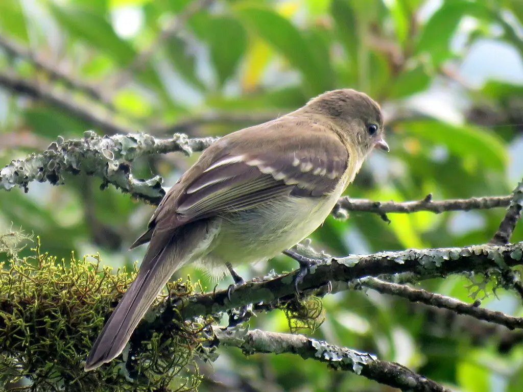 高原拟霸鹟（Elaenia obscura）