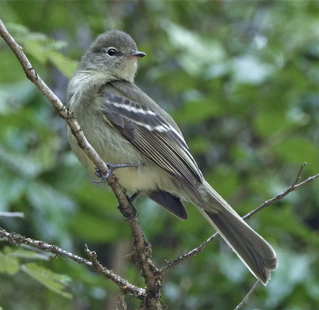 高原拟霸鹟（Elaenia obscura）